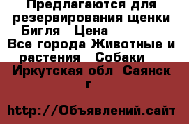 Предлагаются для резервирования щенки Бигля › Цена ­ 40 000 - Все города Животные и растения » Собаки   . Иркутская обл.,Саянск г.